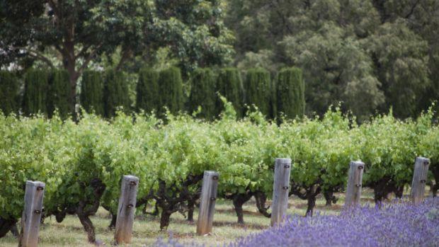 Penfolds Magill Estate - Image 3